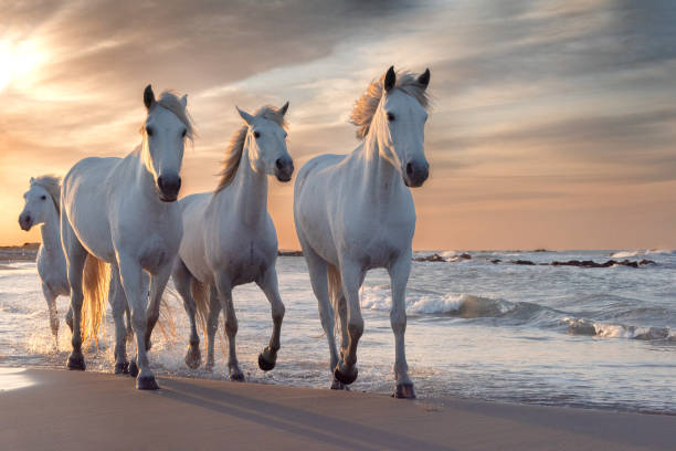 White horses in Camargue, France. Herd of white horses running through the water. Image taken in Camargue, France. white horse stock pictures, royalty-free photos & images