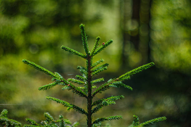istock green foliage with blur background in forest natural environment 1168841984