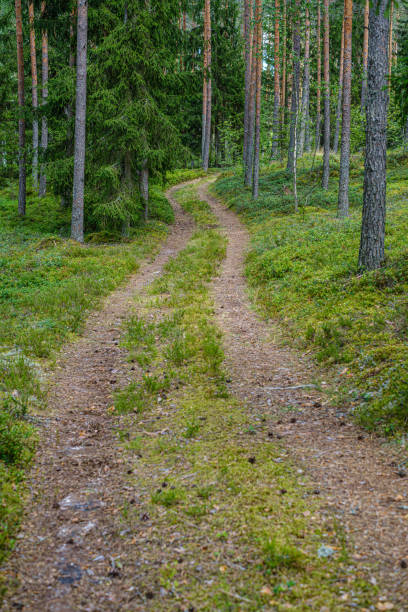 istock pine tree forest with tree trunks and gravel road 1168842064