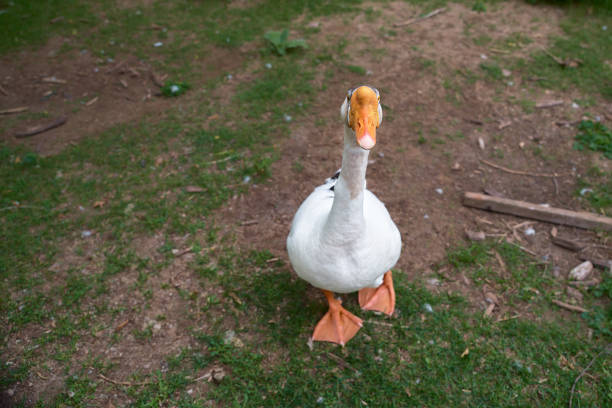 istock goose on a farm, happy life, looking at the camera. 1168842313