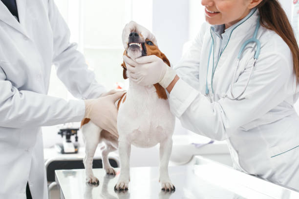 inspección de dos médicos orales de un perro pequeño enfermo - doctor dog portrait animal hospital fotografías e imágenes de stock