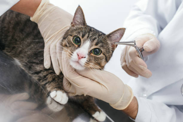 istock Cats are examined by ears 1168842477