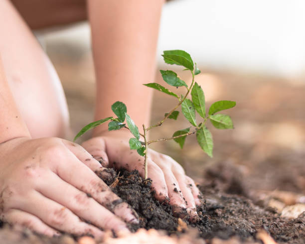 baumpflanzung wächst auf boden in mädchen kind hand für die rettung der welt umwelt, baumpflege, laubentag, tu bishvat (b'shevat) umweltschutz, ökologische servierkonzept für schüler - business green finance world map stock-fotos und bilder