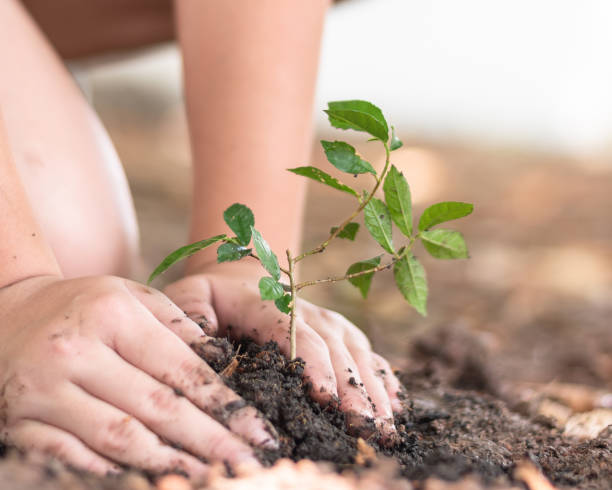 Tree planting growing on soil in girl child's hand for saving world environment, tree care, arbor day,Tu Bishvat (B'Shevat) environmental protection, ecological education concept for school students Tree planting growing on soil in girl child's hand for saving world environment, tree care, arbor day,Tu Bishvat (B'Shevat) environmental protection, ecological education concept for school students Arbor Day stock pictures, royalty-free photos & images