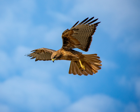 Close up of a Red kite (Milvus milvus) in flight in the countryside, UK.