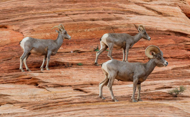 istock Ram, and Two Ewes in Zion National Park 1168845933