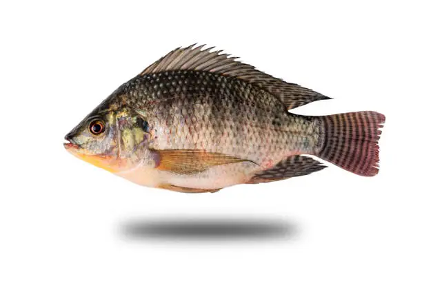 Photo of Oreochromis niloticus isolated from the background clipping path