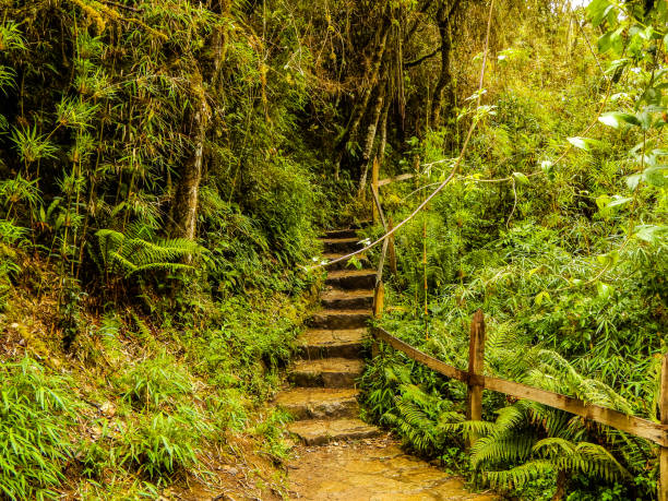 Stone stairs in the middle of trees
