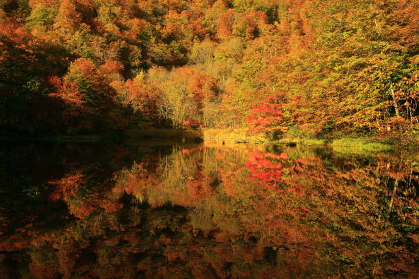 istock Autumn leaves forest, Aomori Prefecture 1168852174