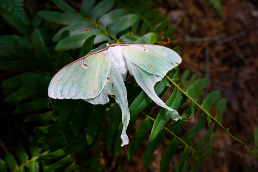 Luna Moth (Actias luna) sits on a fern frond on the side of a wooded hiking trail in Raven Rock State Park, North Carolina