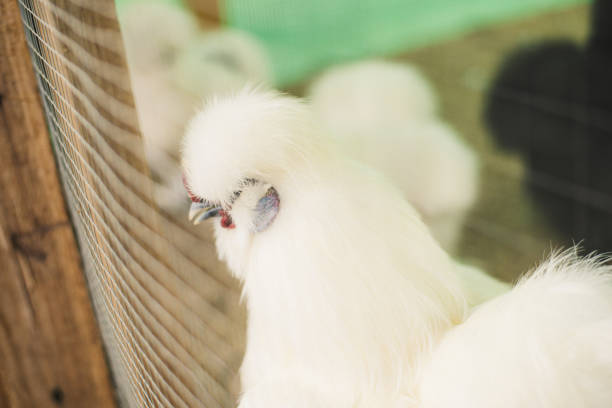 Silky white chicken in the house