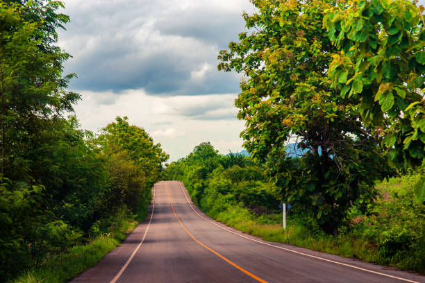 istock Path with lush green trees beside the road 1168863240
