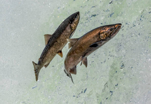 istock Buck and Hen Chinook Salmon 1168864678