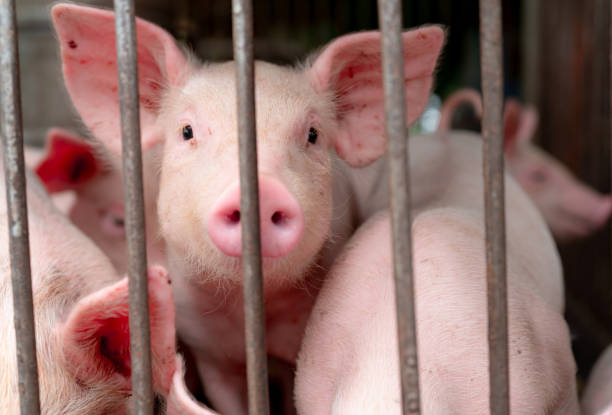 süßeferkel in bauernhof. glückliches und gesundes kleines schwein. viehzucht. fleischindustrie. tierfleischmarkt. afrikanische schweinepest und schweinegrippe-konzept. schweinezucht. säugetier-tier. rosa ferkel in schweinen. - animal nose fotos stock-fotos und bilder