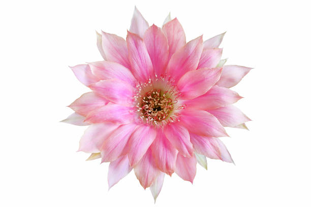 istock Bloom pink flowers cactus 1168867194