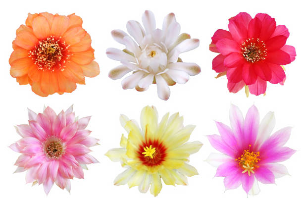 Set of bloom colorful flowers cactus with isolated on white background