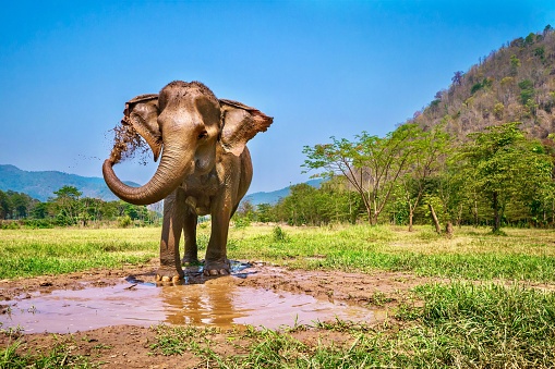 Young girl watching an elephant in the zoo.  The girl has the focus.