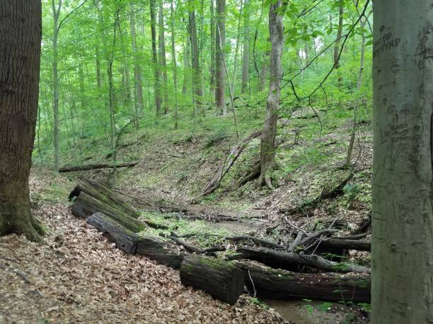 istock stream in forest or woods with tree with engraving 1168869703