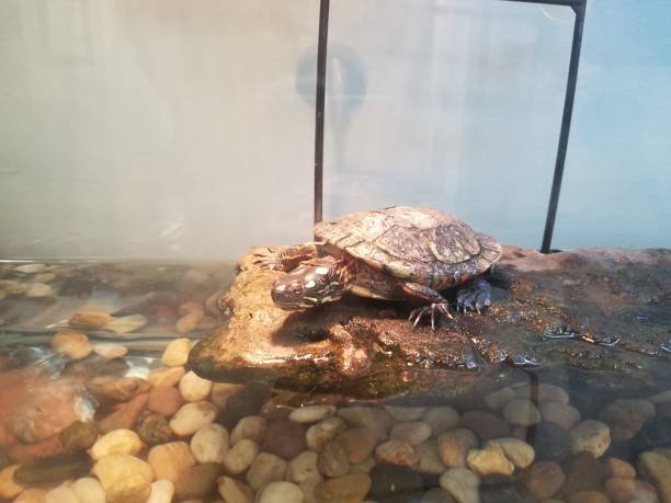 istock turtle with shell in aquarium on rock with water 1168869747