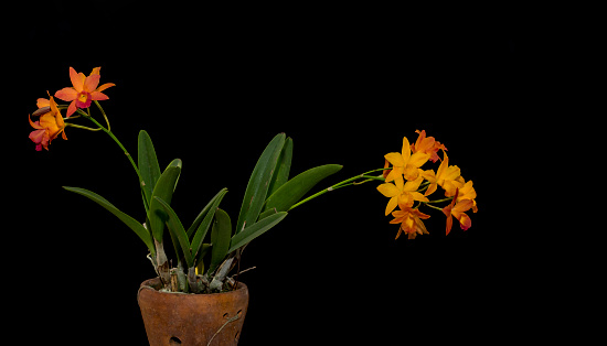 Orchid flower and plant in clay pot