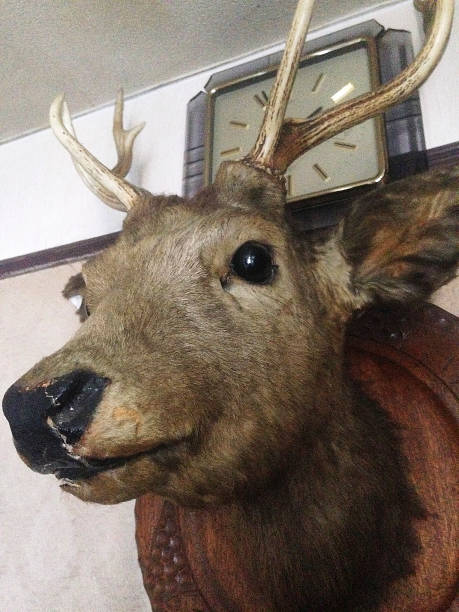голова оленя установлена на стене - moose cabin taxidermy hunting стоковые фото и изображения