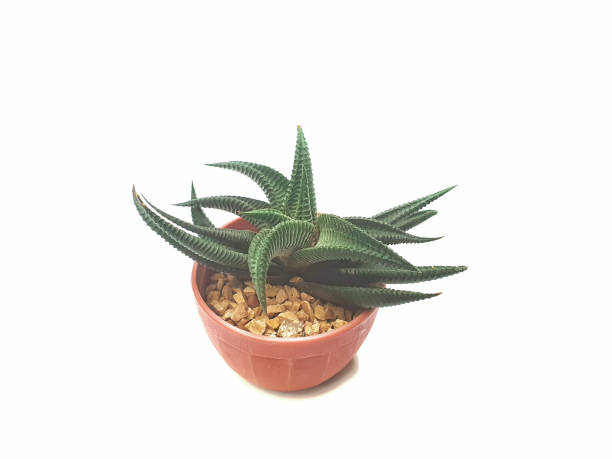 istock Haworthia limifolia in potted with copy space 1168873426