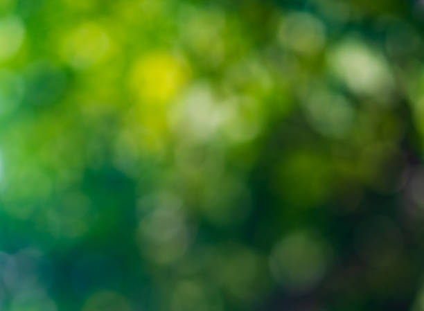 istock Defocused leaves background. Yellow-green bokeh. 1168876162