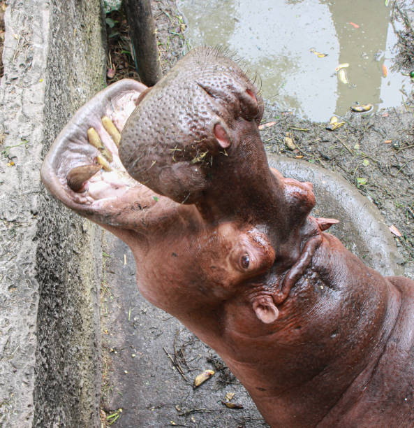 istock Huge hippo  in the water with a wide open mouth. 1168877707