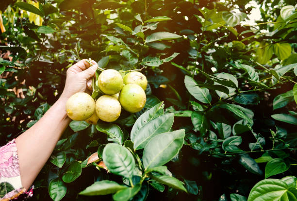 istock yellow lemons from a tree in a lemon grove 1168877732