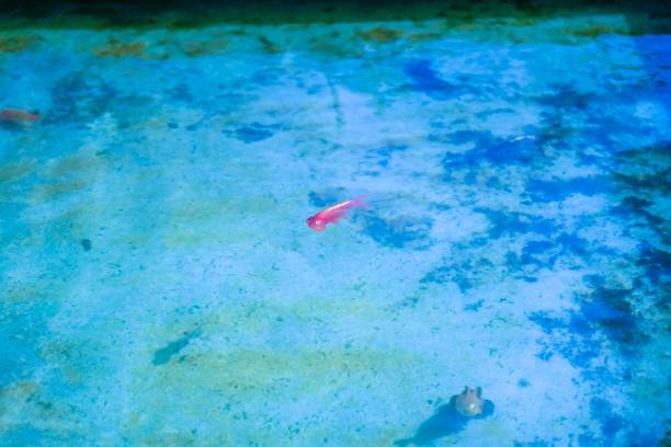 istock Goldfish in ancient capital Nara 1168877748