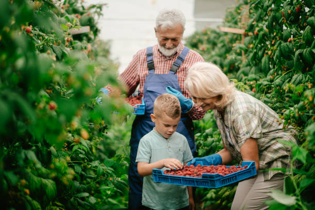 istock Family at raspberry farm 1168878411
