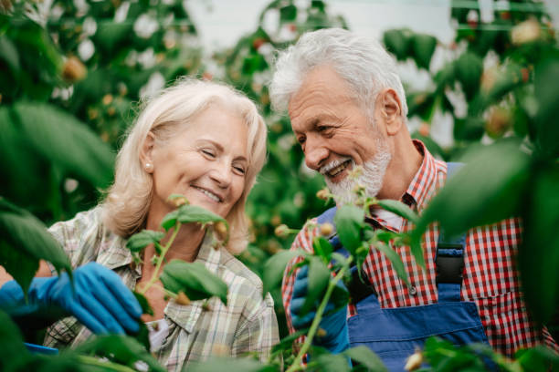 istock Man and wife working at raspberry farm 1168878615