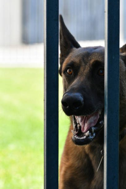 istock Large Guard Dog Behind Fence 1168880402