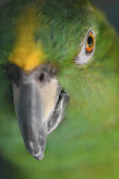 istock Green Parrot Eye in Focus 1168880406
