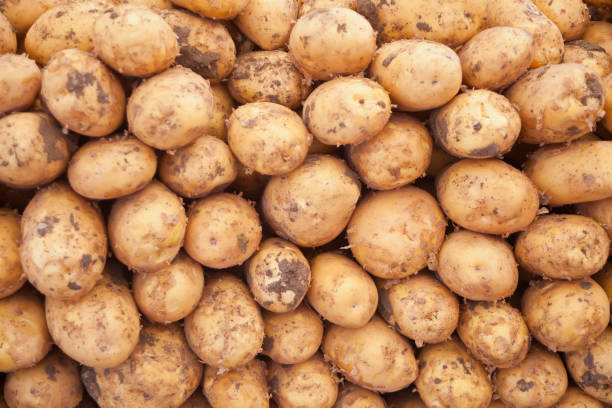 istock Fresh organic potato. Close-up potatoes texture. Close-up potatoes texture 1168880505