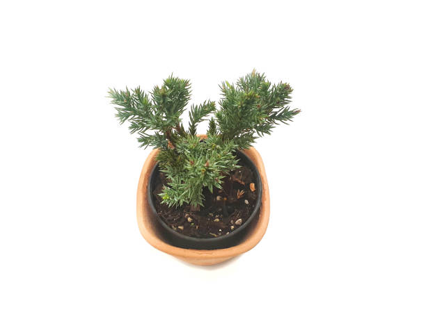 Juniper procumbens nana in potted Juniper procumbens nana in potted with copy space.Garden Juniper bonsai isolated on white background. Ornamental plants that are easy to grow juniperus procumbens stock pictures, royalty-free photos & images