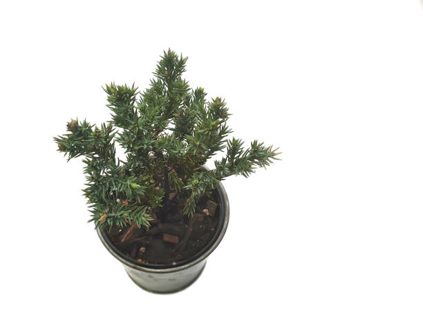 Juniper procumbens nana in potted Juniper procumbens nana in potted with copy space.Garden Juniper bonsai isolated on white background. Ornamental plants that are easy to grow juniperus procumbens stock pictures, royalty-free photos & images