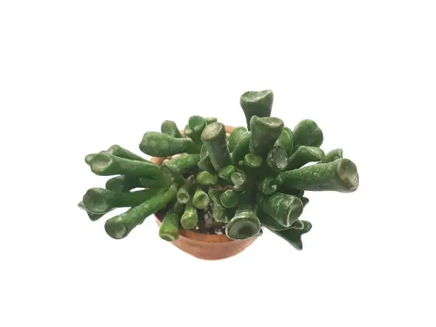 Crassula ovata Gollum Ear isolated on white background.Succulent plants in small baked clay pots with copy space.houseplant