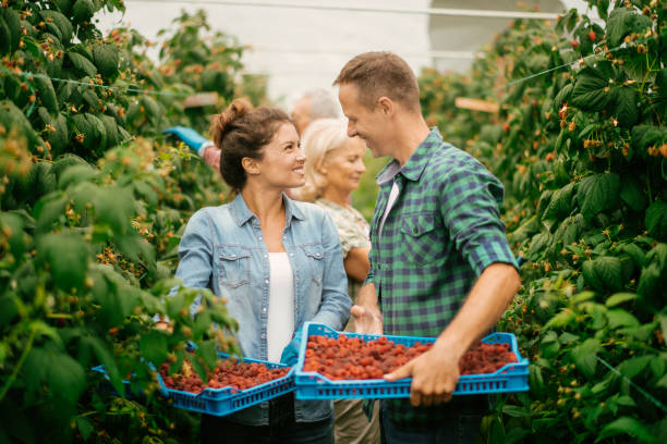 istock Couple harvesting at raspberry farm 1168880819