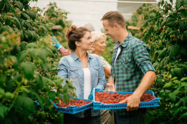 istock Couple harvesting at raspberry farm 1168880888