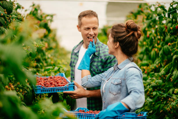 istock Couple harvesting at raspberry farm 1168881445