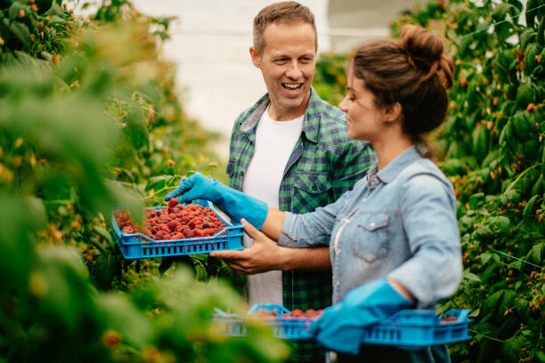 istock Couple harvesting at raspberry farm 1168881501
