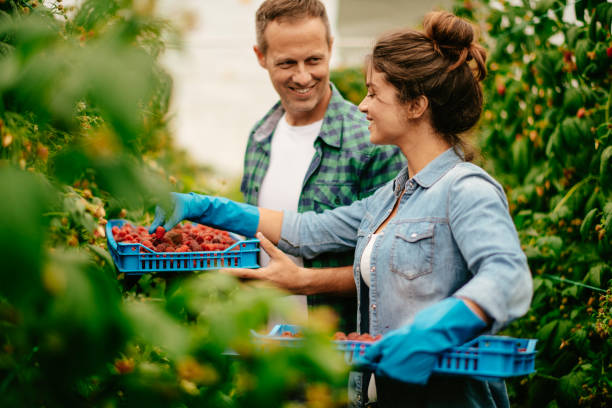 istock Couple harvesting at raspberry farm 1168881519