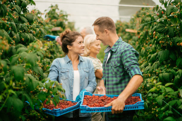 istock Couple harvesting at raspberry farm 1168881613