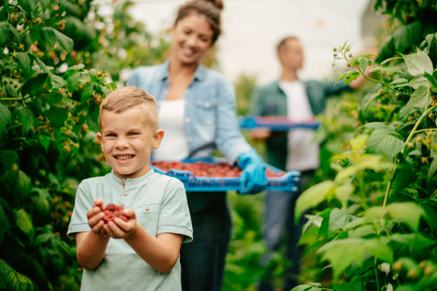 istock Cute kid helping with harvesting raspberries 1168881664