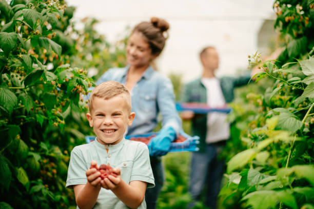 istock Cute kid helping with harvesting raspberries 1168881807