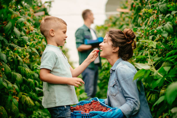 istock Family harvesting at raspberry farm 1168882903