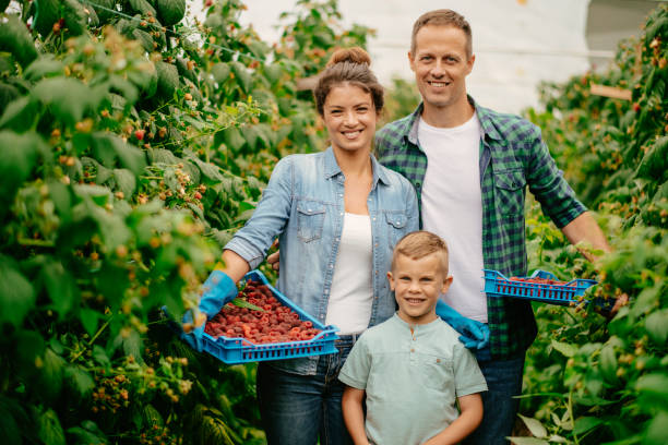 istock Family harvesting at raspberry farm 1168882975
