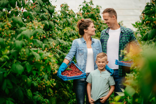 istock Family harvesting at raspberry farm 1168883582