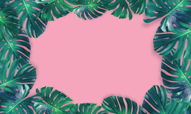 istock monstera leaves isolated on pink background 1168883999